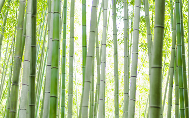 Bamboo Base（バンブーベース）